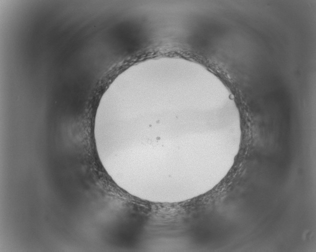 X0000073420824200608041022