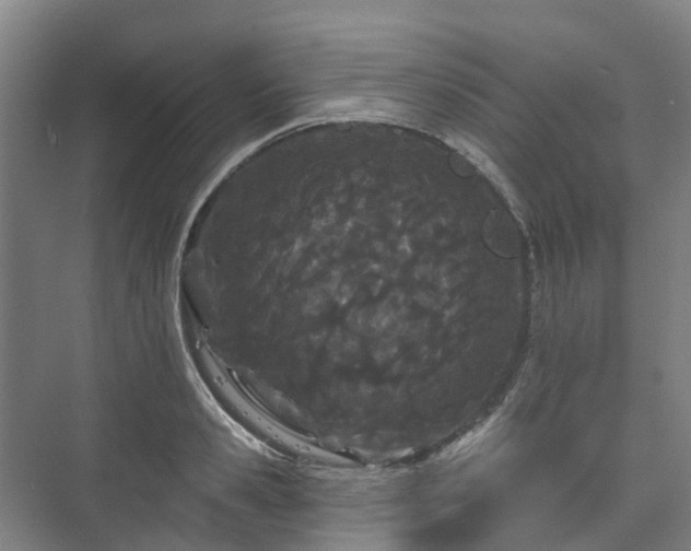 X0000073420941200608041021