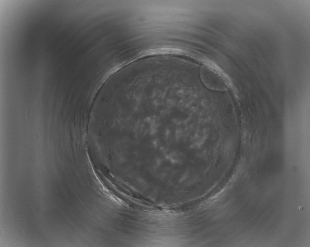 X0000073420945200608041021