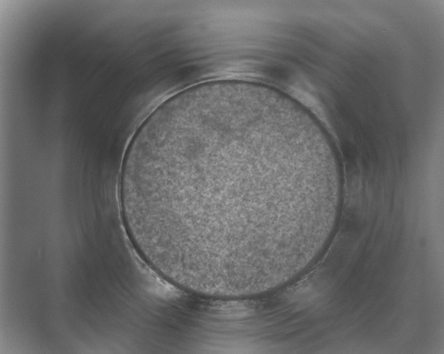 X0000073421338200608041014