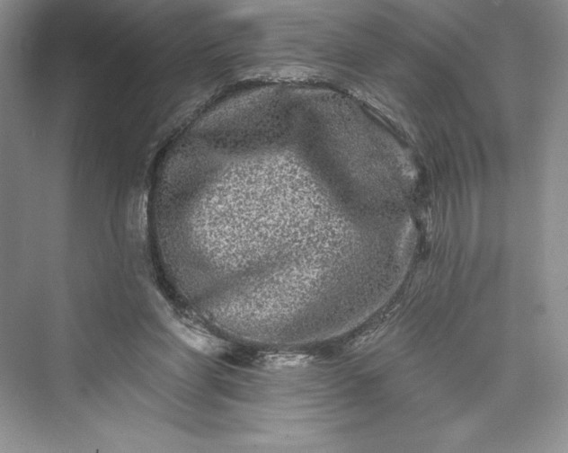 X0000073420206200608111359