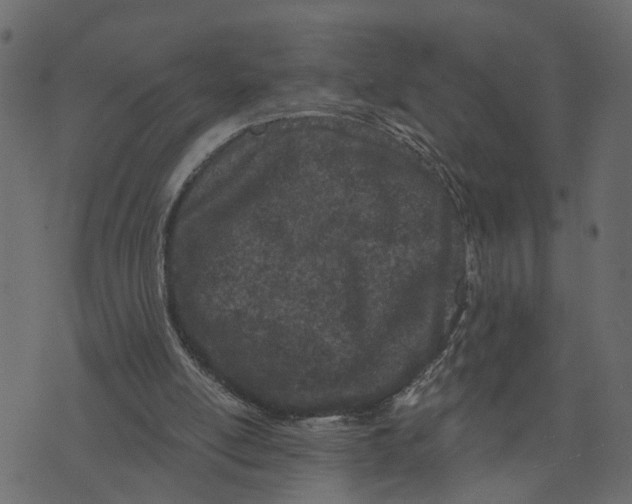 X0000073420054200608251600