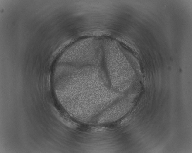 X0000073420206200608251558