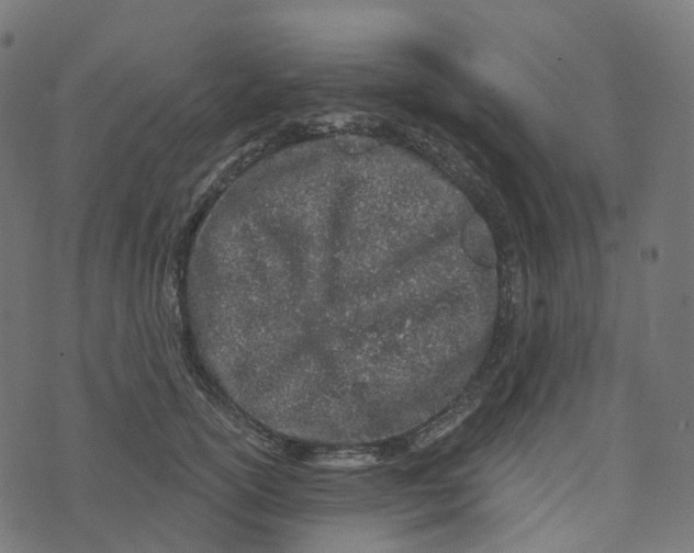 X0000073420754200608251550