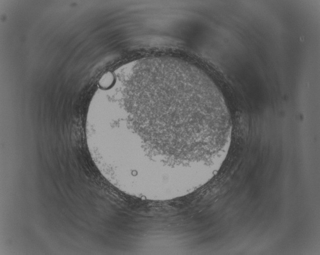 X0000073420918200608251546