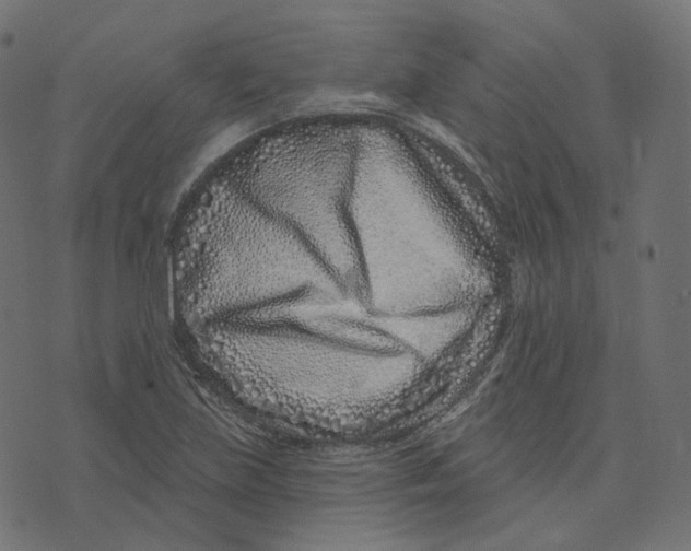 X0000073421219200608251542