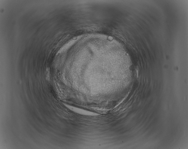 X0000073421251200608251541