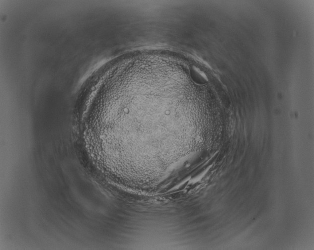 X0000073421255200608251541