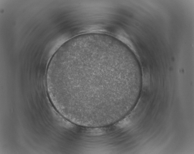 X0000073421338200608251540