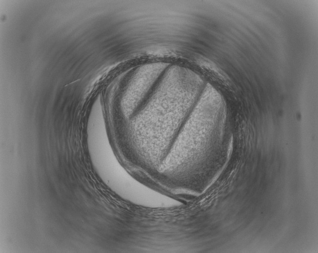 X0000073430776200608111259
