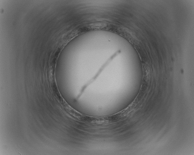 X0000073450745200607281006