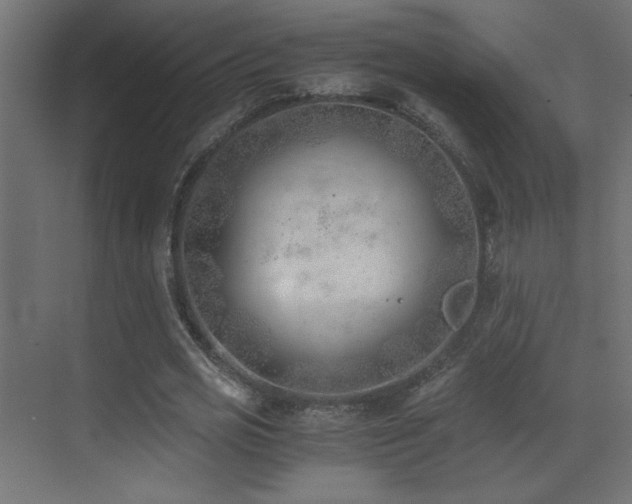 X0000073450725200607281220