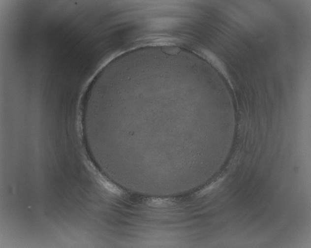 X0000073450835200607281219