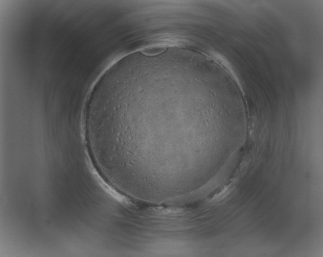 X0000073450851200607281219