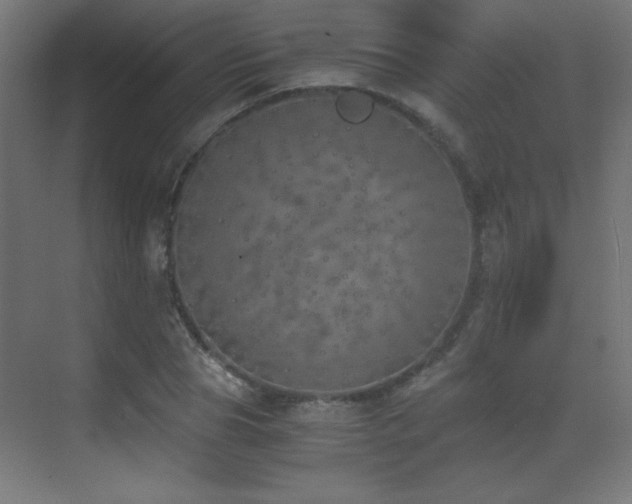 X0000073450929200607281217