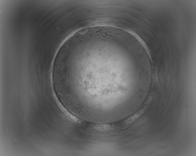 X0000073450957200607281217