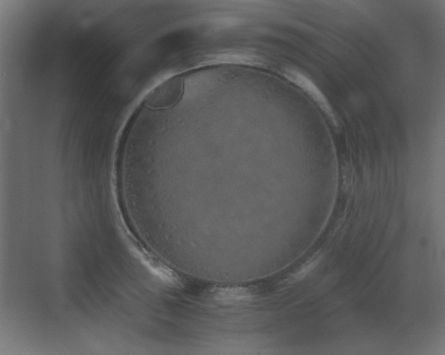 X0000073451043200607281216