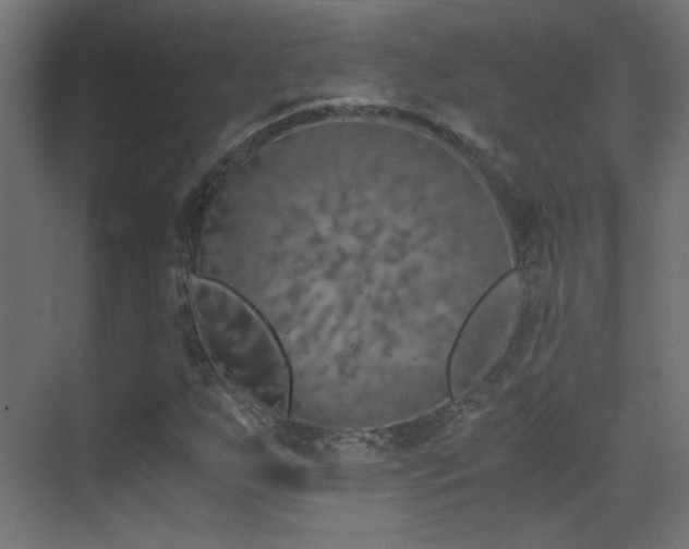 X0000073451255200607281212