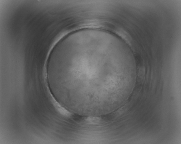 X0000073451466200607281208