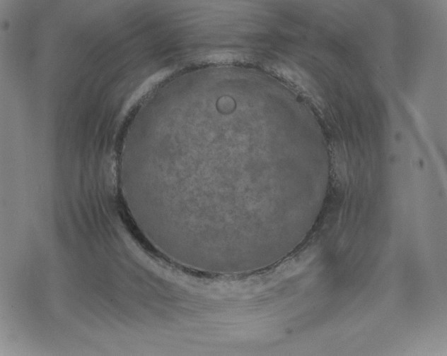 X0000073450016200608041039