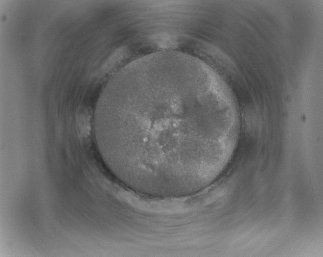 X0000073450032200608041039