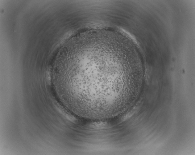 X0000073450065200608041038