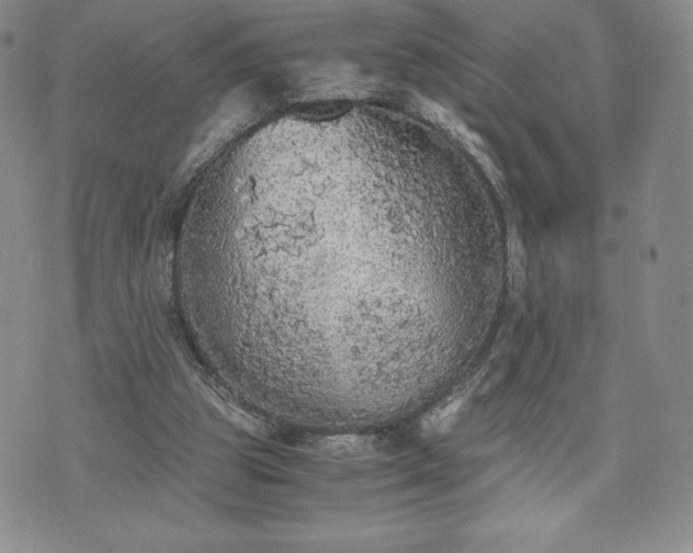 X0000073450153200608041036