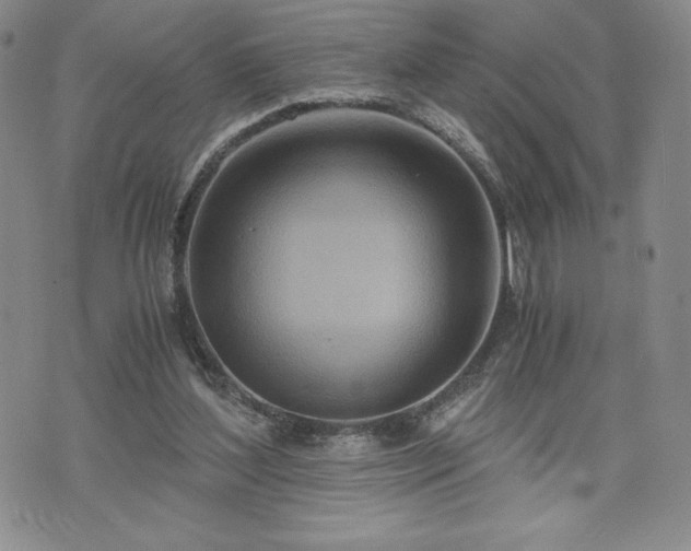 X0000073450204200608041036