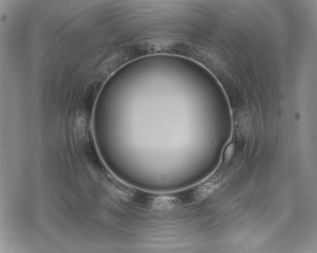 X0000073450222200608041036