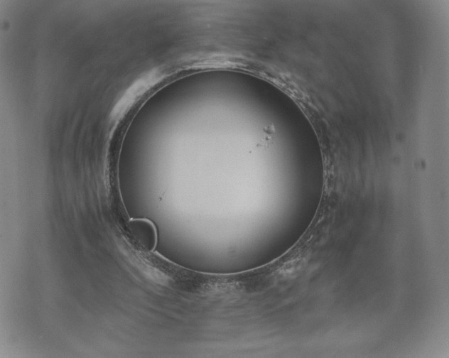 X0000073450296200608041034