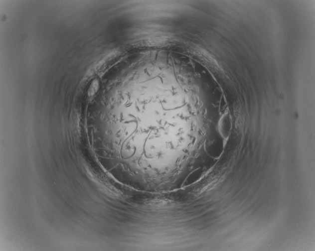 X0000073450542200608041030