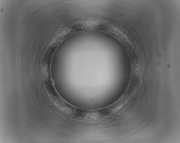 X0000073450599200608041029