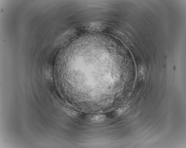 X0000073450663200608041029