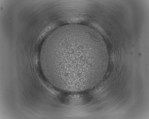 X0000073450687200608041028