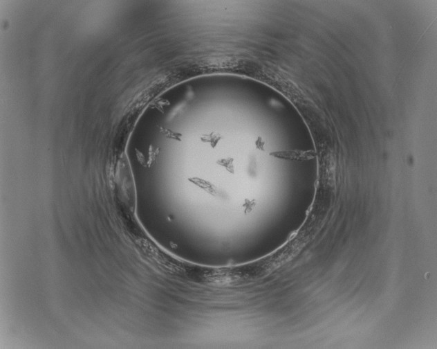 X0000073450746200608041027