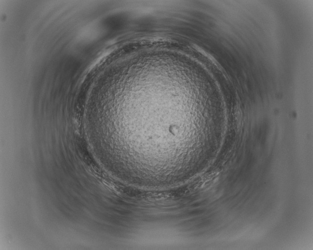 X0000073450823200608041025