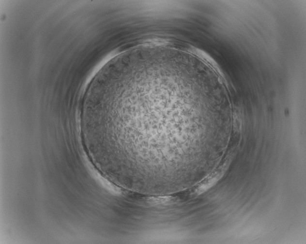 X0000073450859200608041026