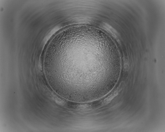 X0000073450883200608041025