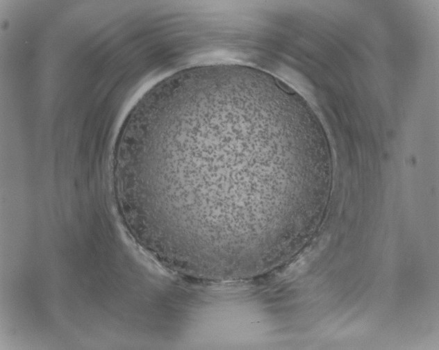 X0000073451008200608041023