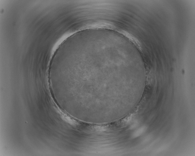 X0000073451086200608041021