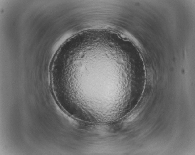 X0000073451095200608041021