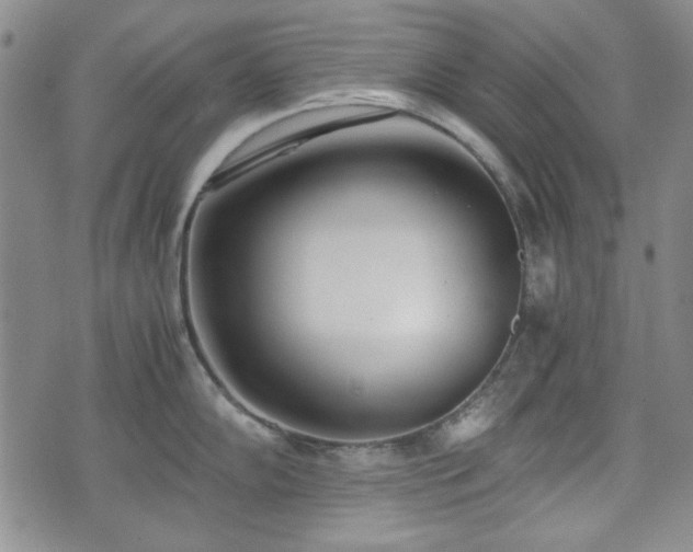 X0000073451102200608041021