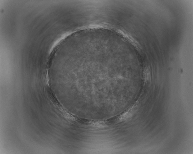 X0000073451262200608041019