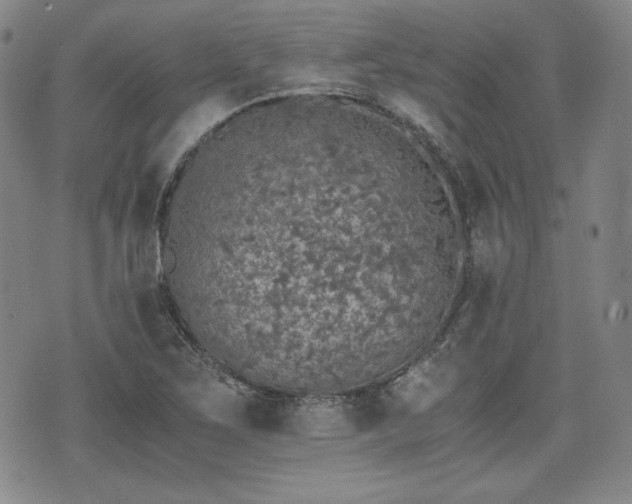 X0000073451267200608041019