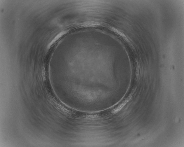 X0000073451306200608041017