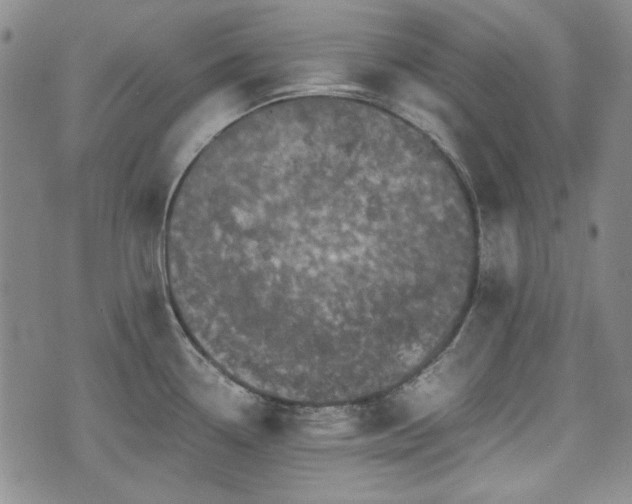 X0000073451338200608041018