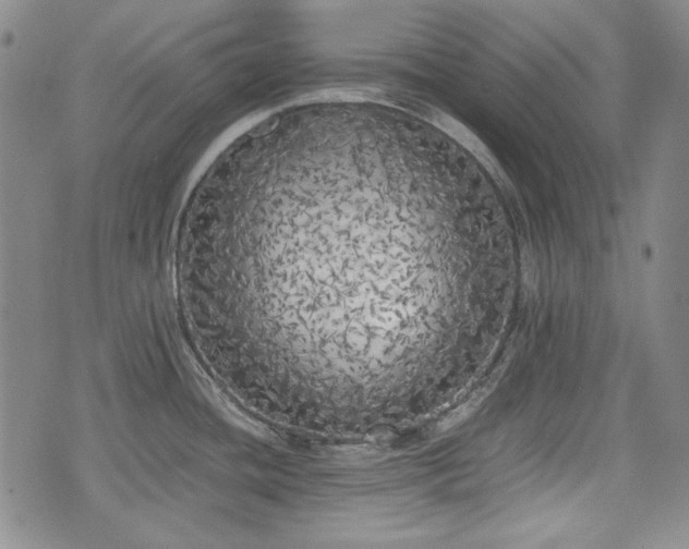 X0000073451436200608041016