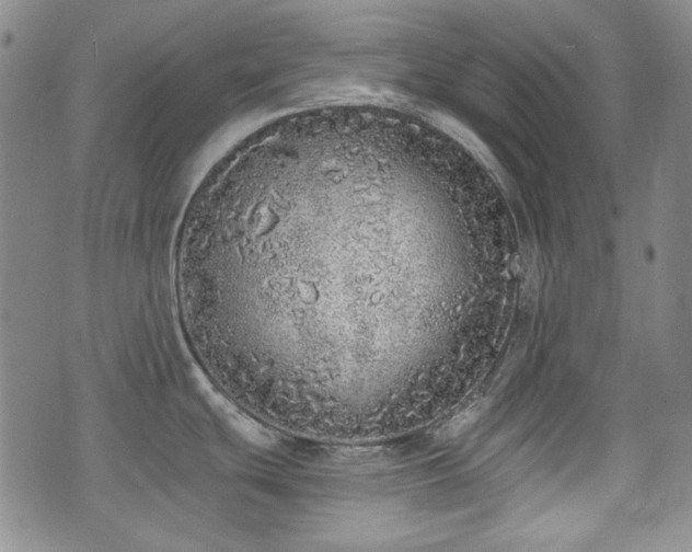 X0000073451439200608041016