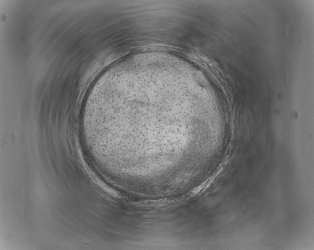 X0000073450049200608111400