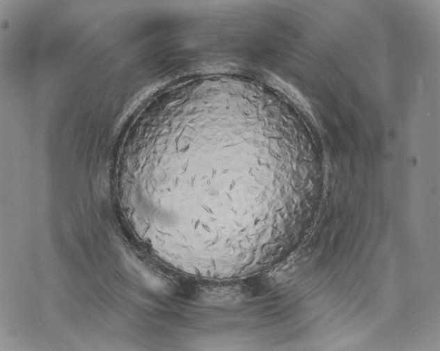 X0000073450155200608111359